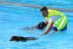 Hundeschwimmen im Freibad Thalmässing Wassergewöhnung und Schwimmstunde mit Ralf Somann