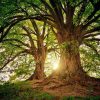 Waldbaden Waldbaden_pixaby