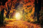 Waldbaden Waldbaden_pixabay_2